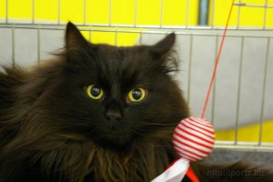 2011.03.27. Whiskas-MMME Nemzetkozi Macskakiallitas a Lurdy hazban